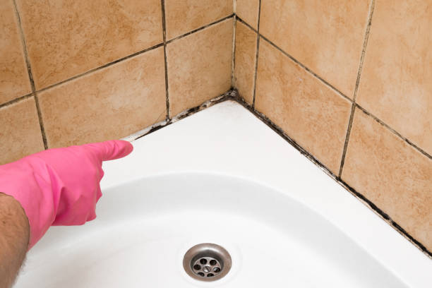 Best Certified Mold Removal  in Sulphur Springs, AR